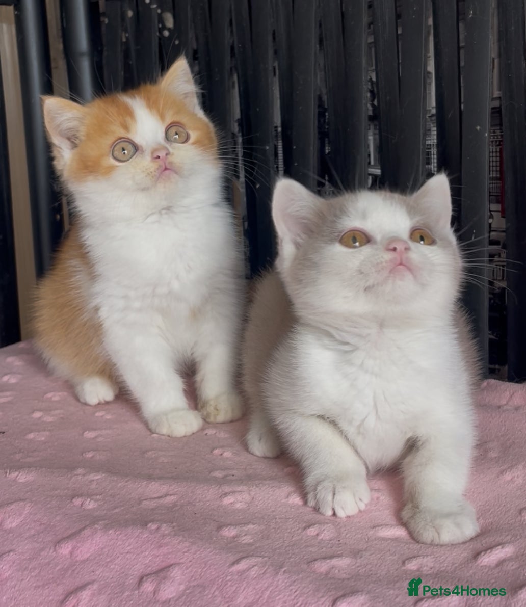 British Shorthair cats Two beautiful champion line boys for sale  - Advert 2