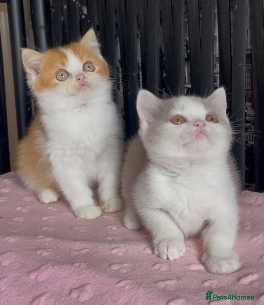 British Shorthair cats for sale: Two beautiful champion line boys for sale  - Advert 2