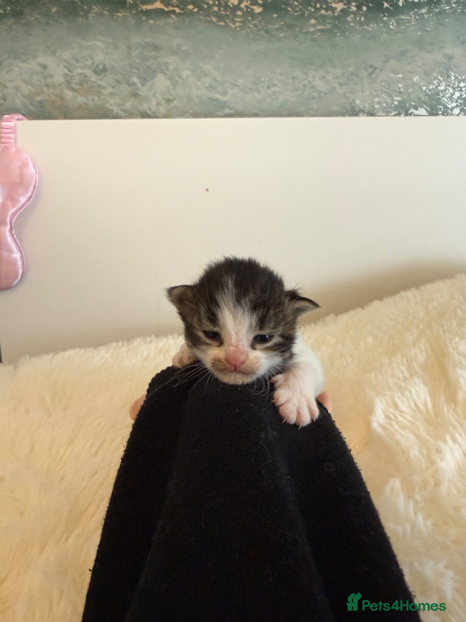 Mixed Breed cats Mixed fluffy maincoon kittens  - Advert 1