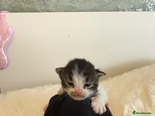 Mixed Breed cats Mixed fluffy maincoon kittens - Advert 1