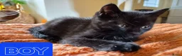 Mixed Breed cats for sale: 2 KITTENS AVALIABLE 23.06.2026 in Broxburn - Advert 6