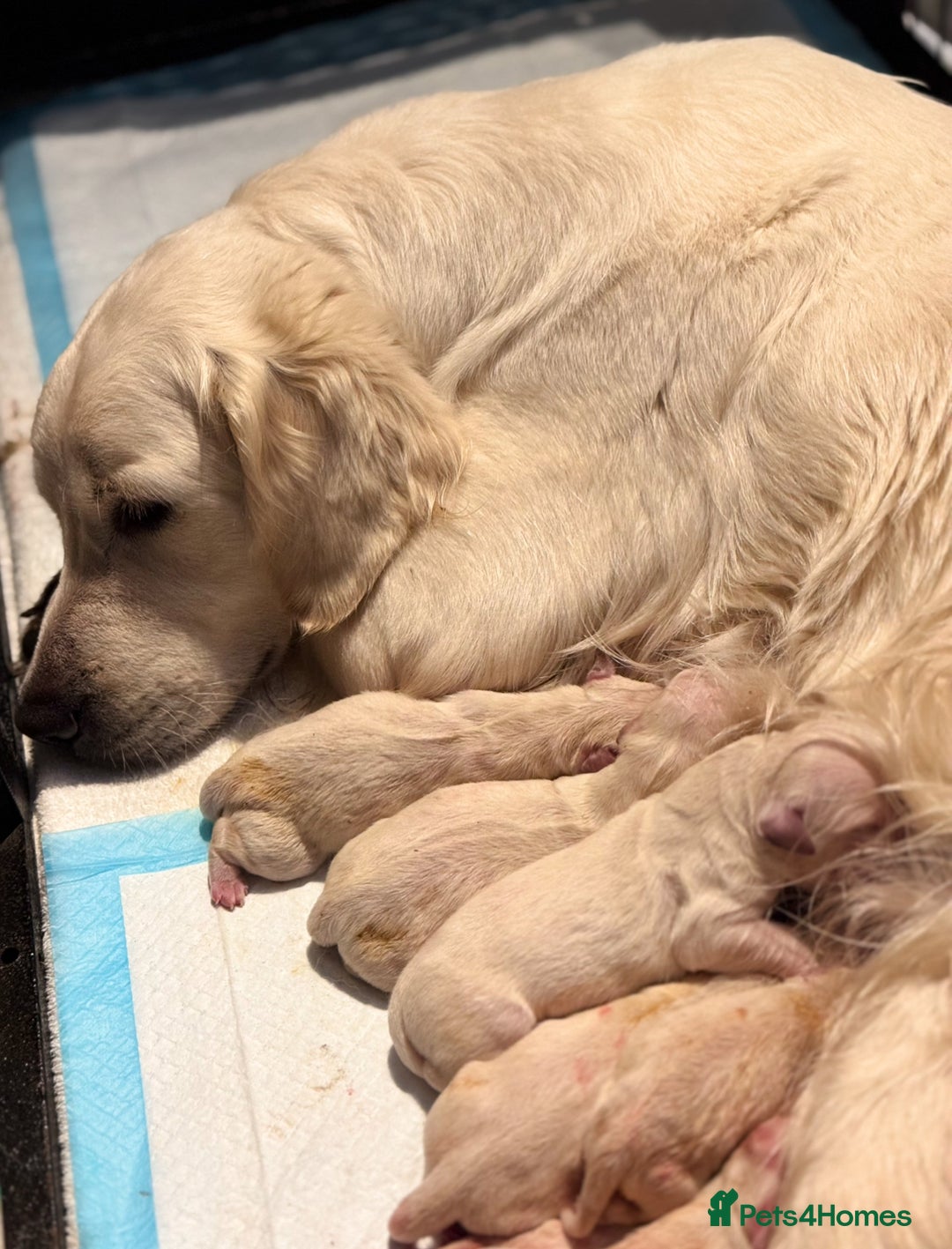 Golden Retriever dogs for sale: Adorable Golden Retriever Puppies  - Image 5