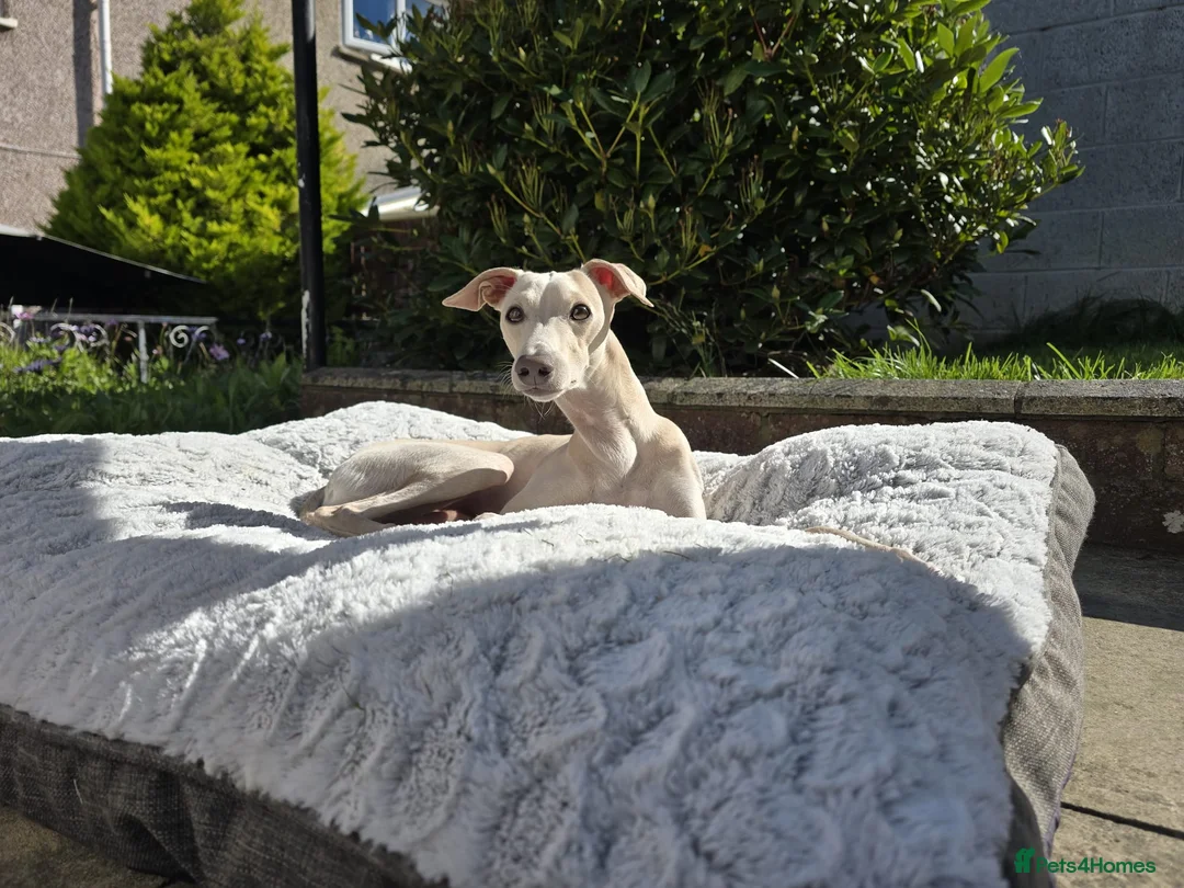 Italian Greyhound dogs for stud: KC registred Italian Greyhound proven for studding in Bristol - Advert 2