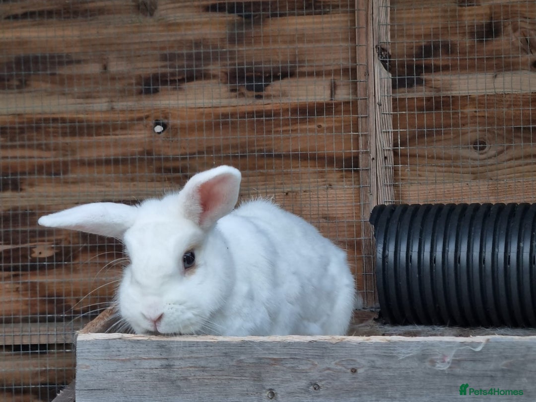 Mixed Breed rabbits for sale: Petal looking for her forever home - Image 3