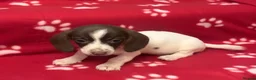 Miniature Dachshund dogs for sale: Beautiful rare piebald miniature dachshund puppies - Advert 20