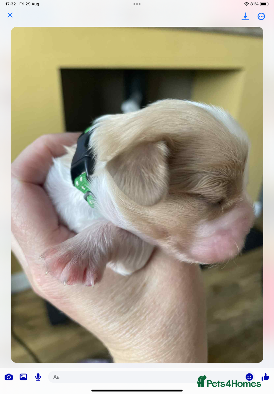 Cavalier King Charles Spaniel dogs for sale: Cavalier King Charles spaniel  - Image 29