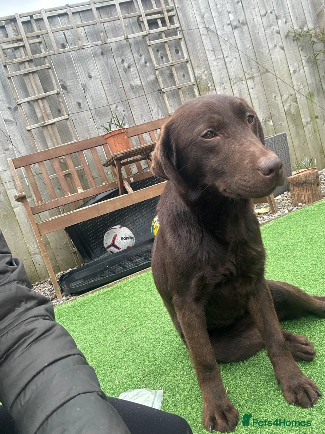 Labrador Retriever dogs for sale: KC registered chocolate Labrador bitch  - Advert 2