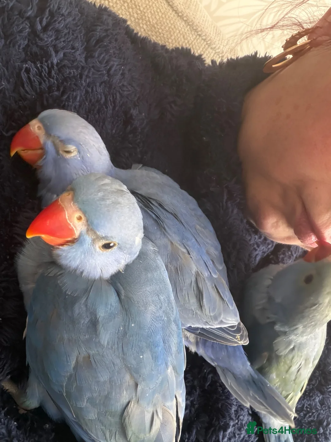 Ringnecks birds for sale: Hand reared ringnecks  in Stockton-on-Tees - Advert 3