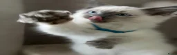Ragdoll cats for sale: Ready now!Fully pedigree blue point kittens  - Advert 10