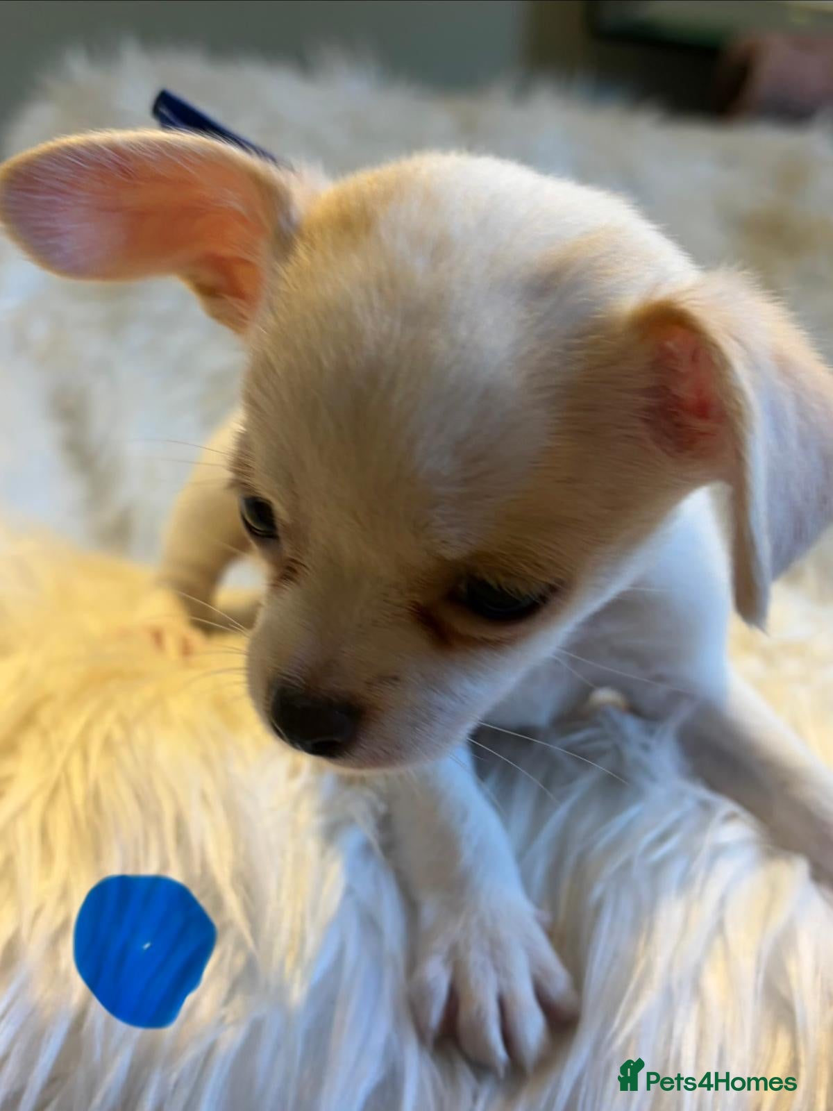 Chihuahua dogs KC Regd Chihuahua Pups parents fully health tested - Advert 2