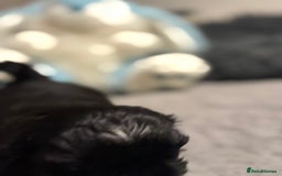 Shih Tzu dogs for sale: Shih Tzu  - Advert 9