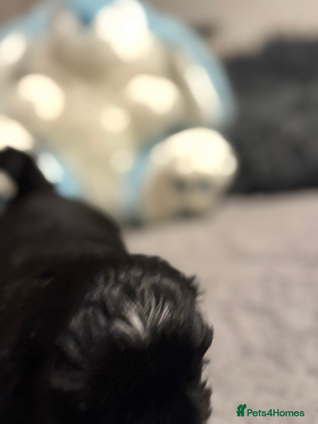 Shih Tzu dogs for sale: Shih Tzu  - Advert 9