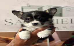 Welsh Corgi Pembroke dogs for sale: Pedigree, health tested parents, licensed breeder - Image 6