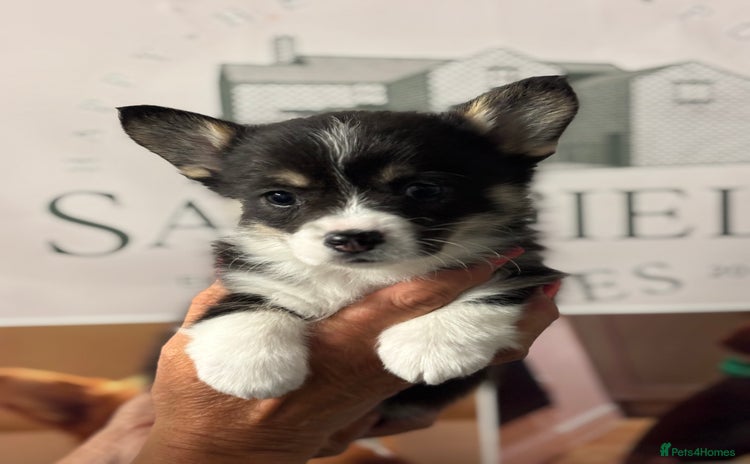 Welsh Corgi Pembroke dogs - Advert 4