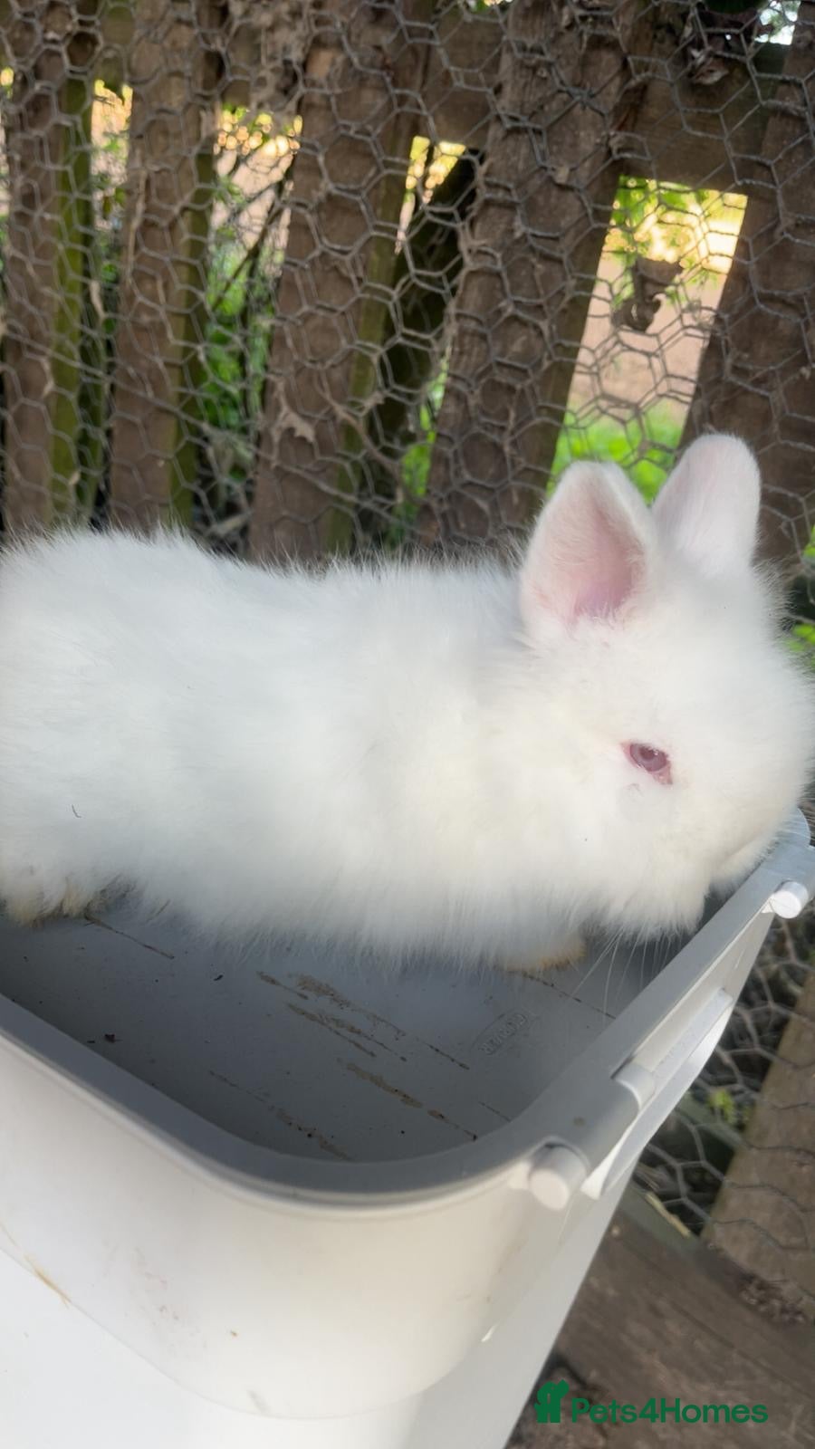 Lionhead rabbits Female white albino lionhead ready now  - Advert 4