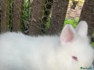 Lionhead rabbits Female white albino lionhead ready now - Advert 4