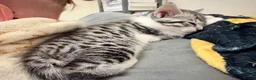 Savannah cats for sale: Savannah mixed kittens - Advert 8