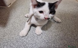 Mixed Breed cats for sale: 3 mixed breeds  - Image 1