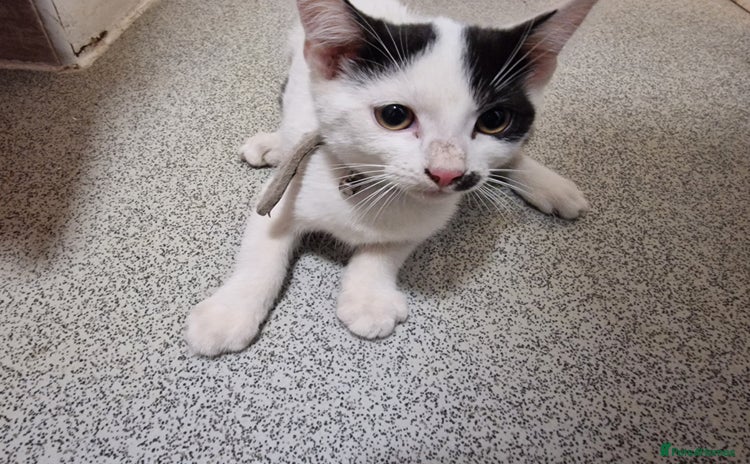 Mixed Breed cats for sale - Advert 1
