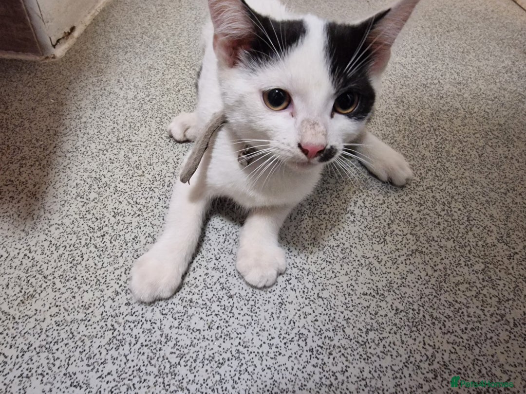 Mixed Breed cats for sale: 3 mixed breeds  - Image 1