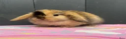 Mini Lop rabbits for sale: Pure bred pedigreed baby mini lops  - Advert 28