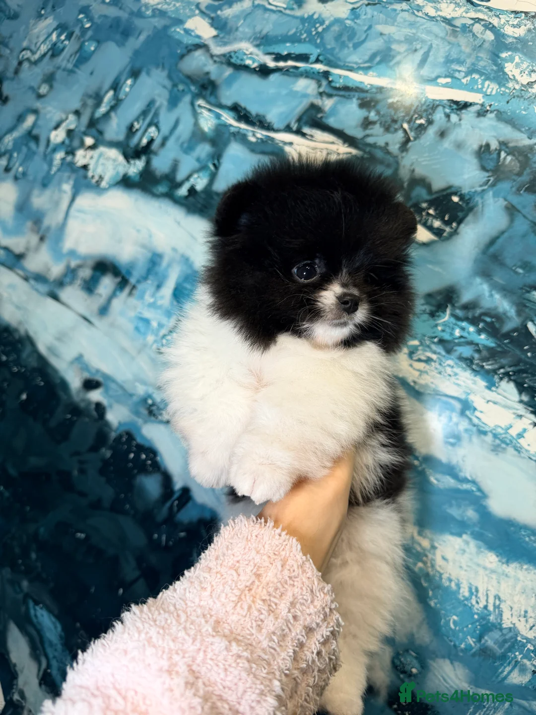 Pomeranian dogs for sale: Party color Pomeranian boy like a panda bear - Advert 19