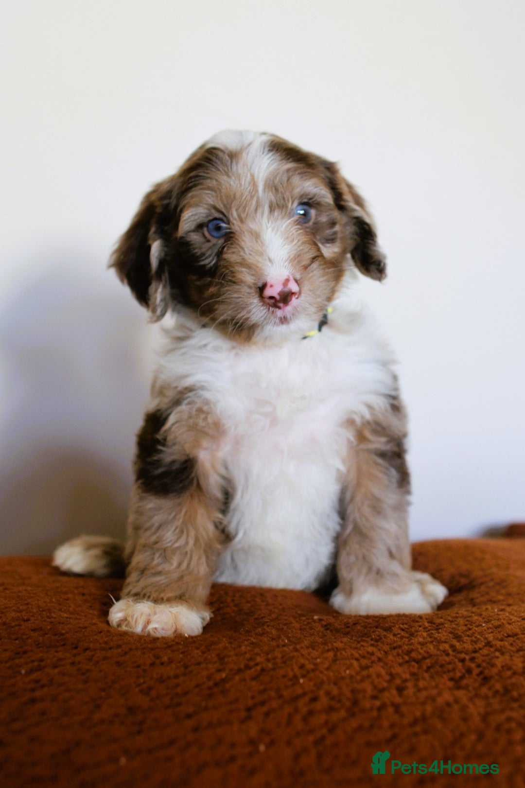 Cockapoo dogs for sale: F1 Merle cockapoos  - Image 11