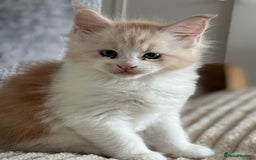 Maine Coon cats for sale: Beautiful pedigree Maine Coon silver Shaded male - Image 3