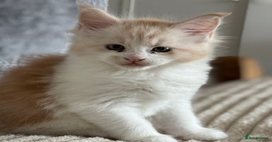Maine Coon cats - Advert 3