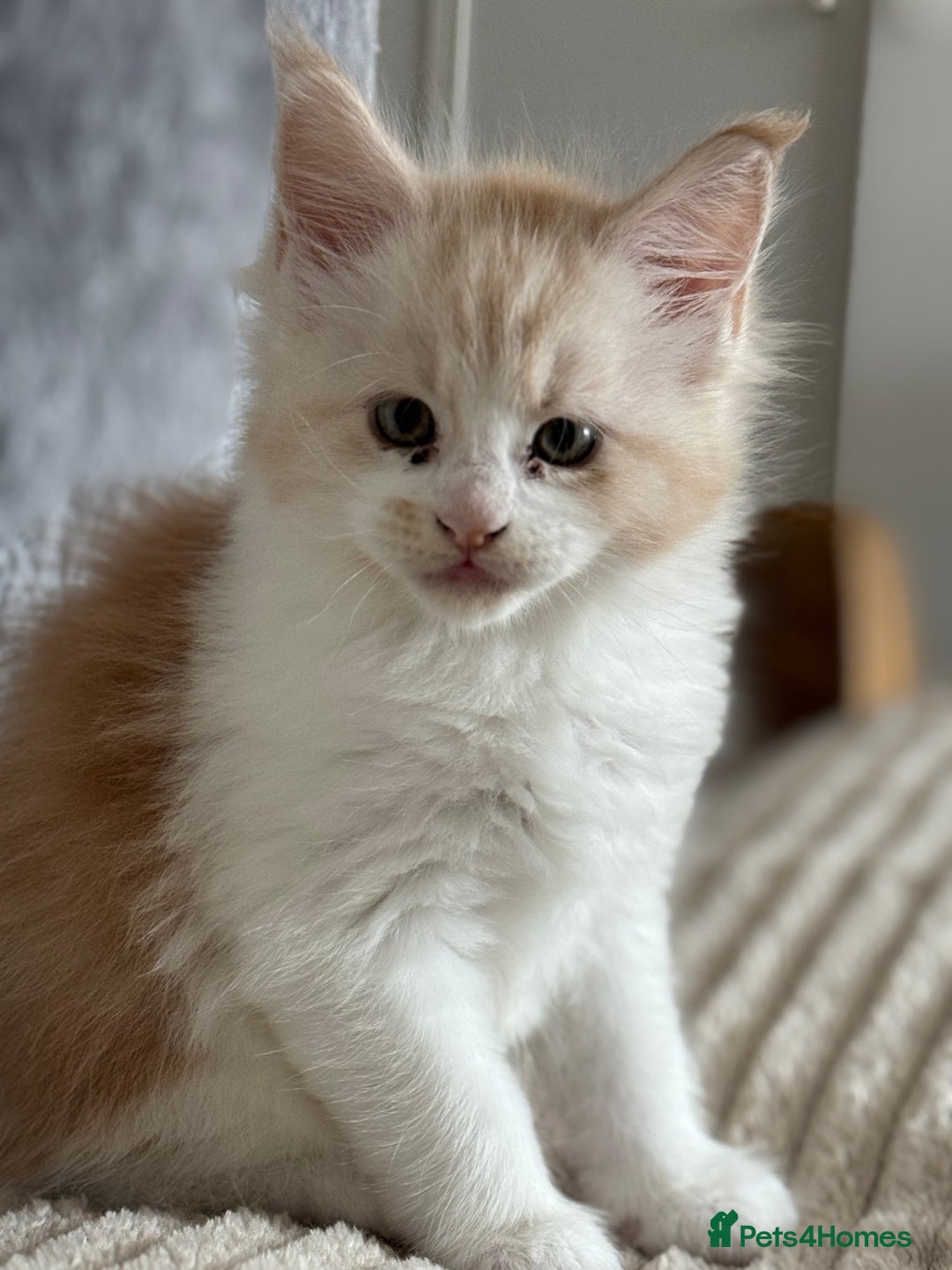Maine Coon cats for sale: Beautiful pedigree Maine Coon silver Shaded male - Image 3