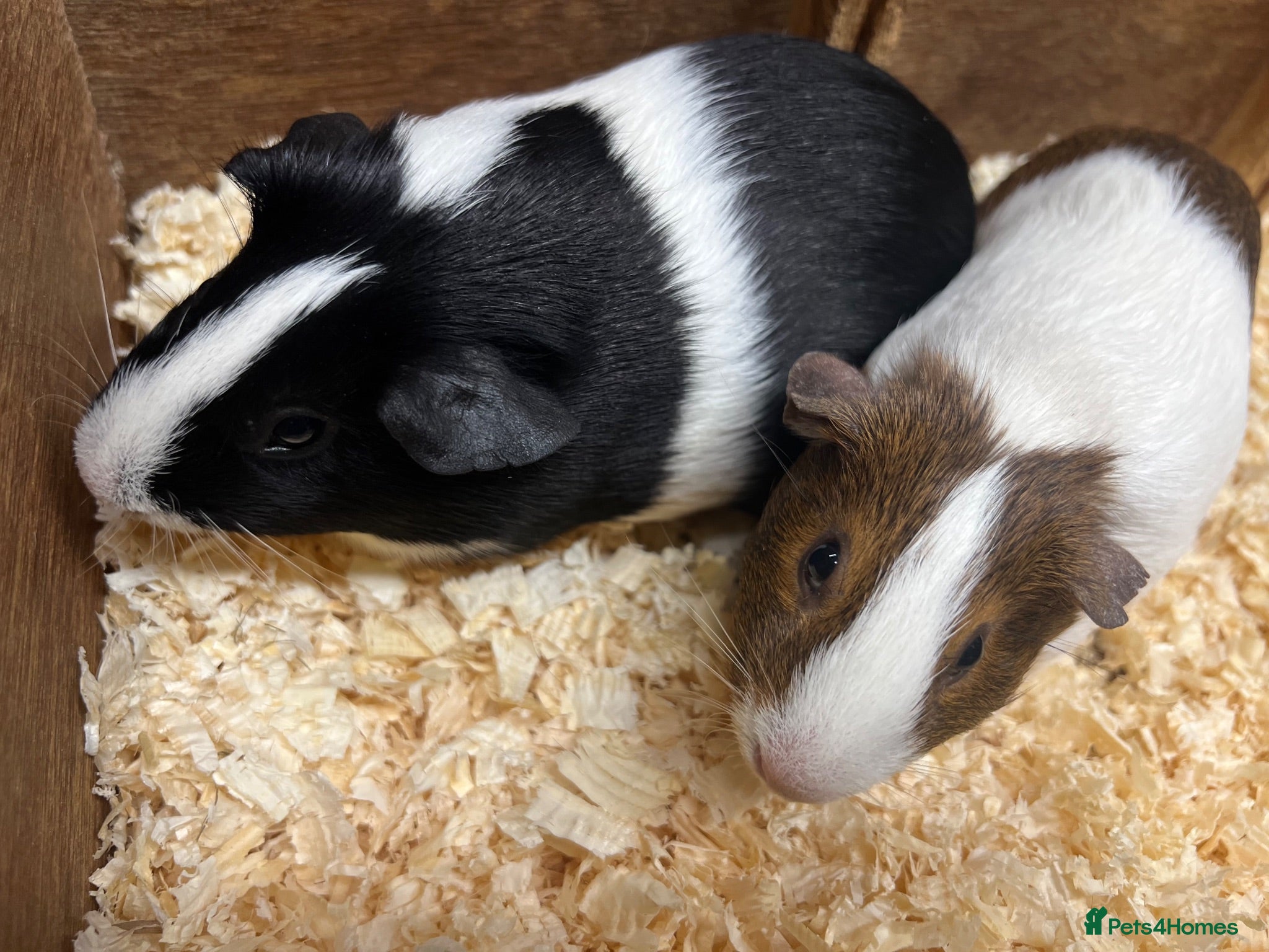 Guinea Pig rodents Female/Sow Dutch Guinea pigs - Advert 1