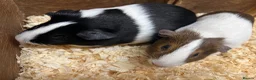Guinea Pig rodents for sale: Female/Sow Dutch Guinea pigs - Advert 1