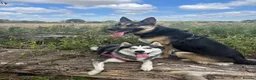 Mixed Breed dogs for sale: Malamute husky x Belgian shepherd in Maldon - Advert 1