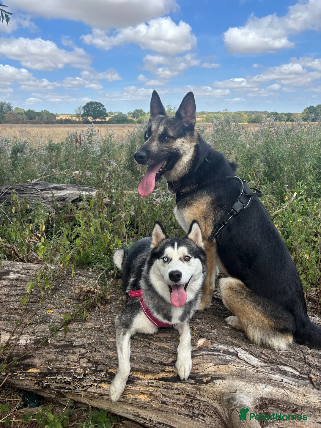 Mixed Breed dogs for sale: Malamute husky x Belgian shepherd in Maldon - Advert 1