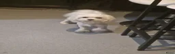 Maltese dogs for sale: Toy baby maltese  - Advert 6