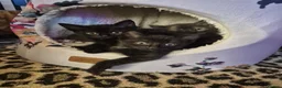 Mixed Breed cats for sale: 4 male kittens READY NOW - Advert 13