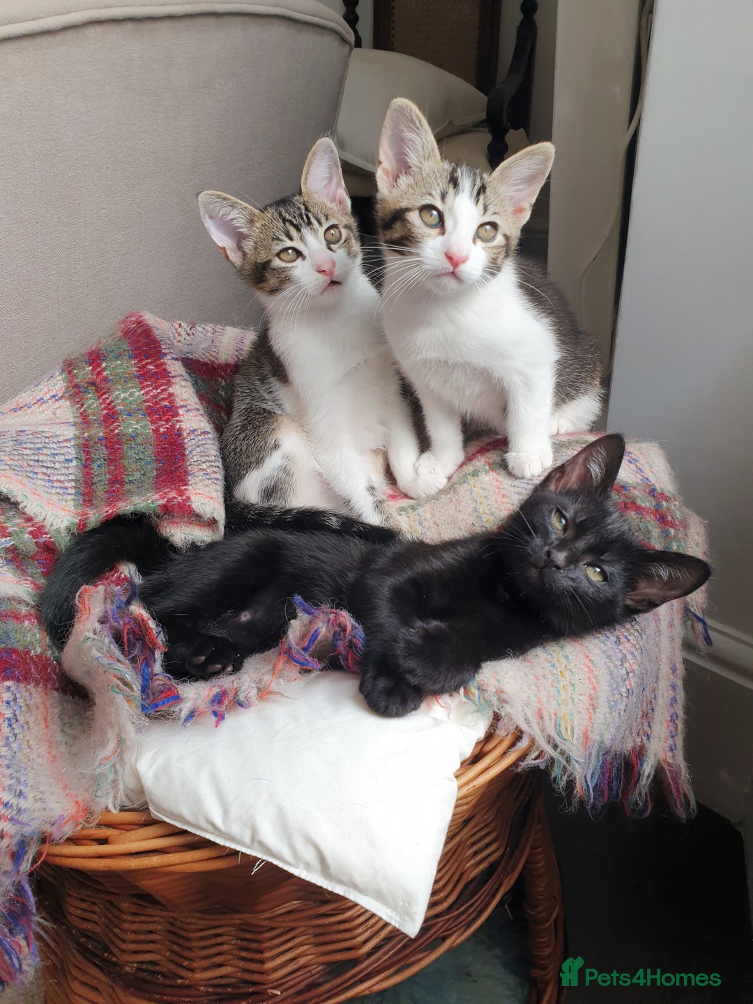 Tonkinese cats for sale: Beautiful Burmese Cross - Image 2