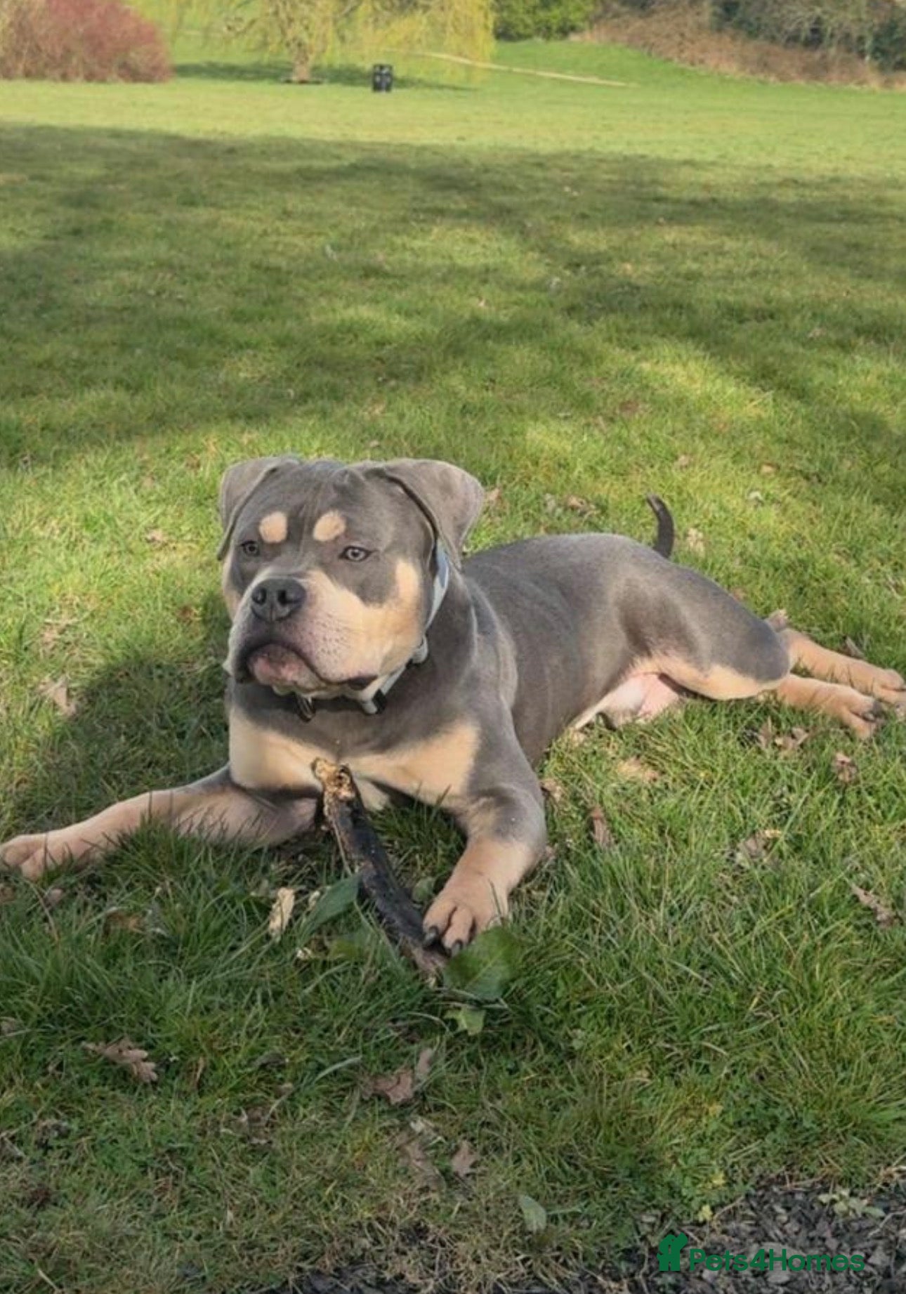 English Bulldog dogs Pocket bully  - Advert 7