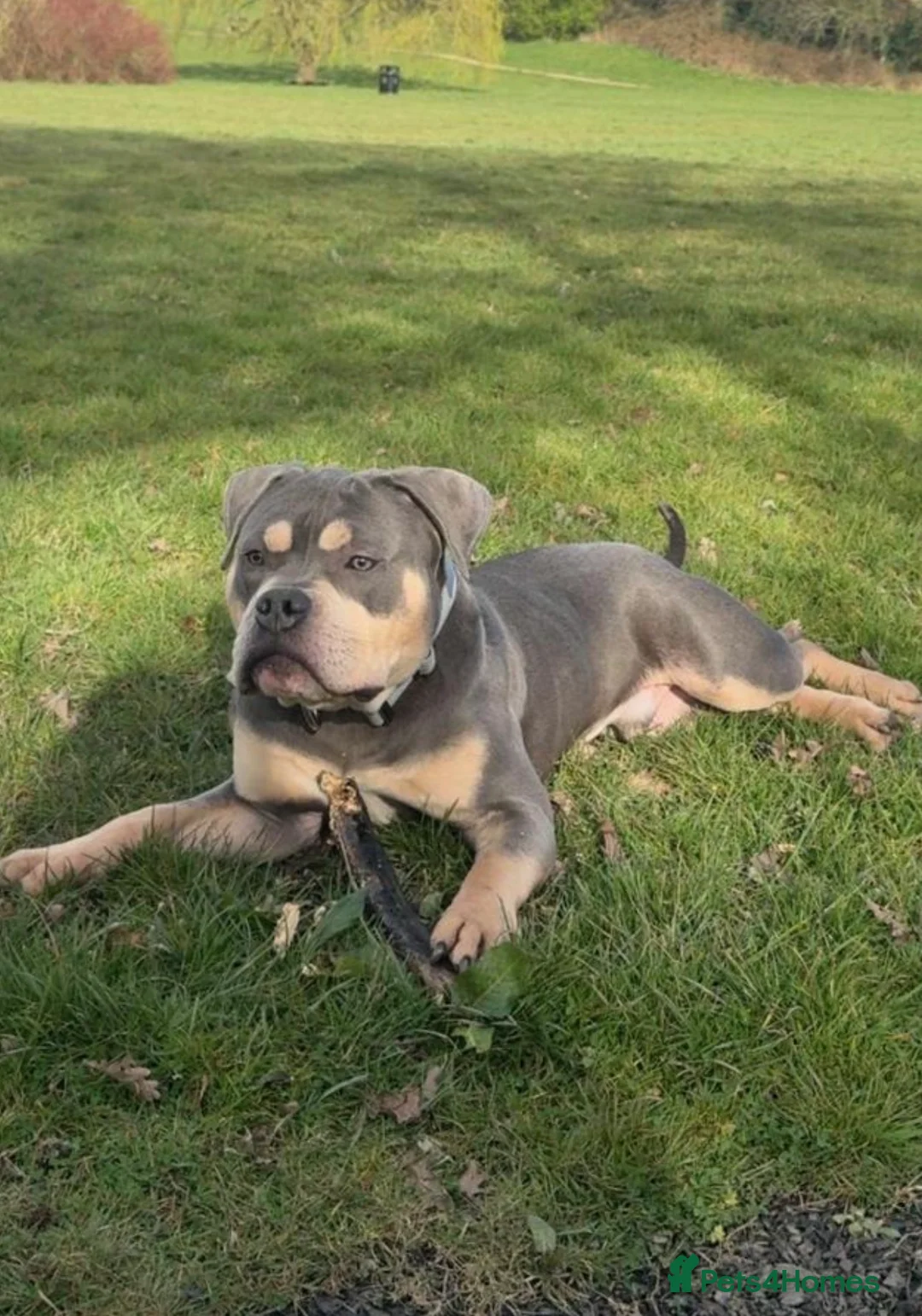 English Bulldog dogs for sale: Pocket bully  - Advert 1