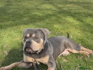 English Bulldog dogs Pocket bully - Advert 7