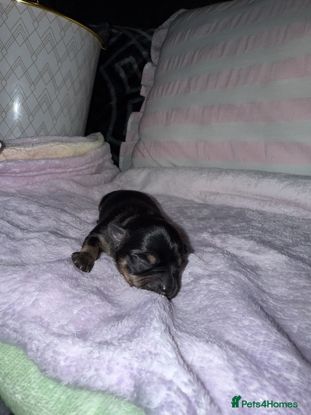 Chorkie dogs for sale: Gorgeous Chorkie girls  - Advert 9