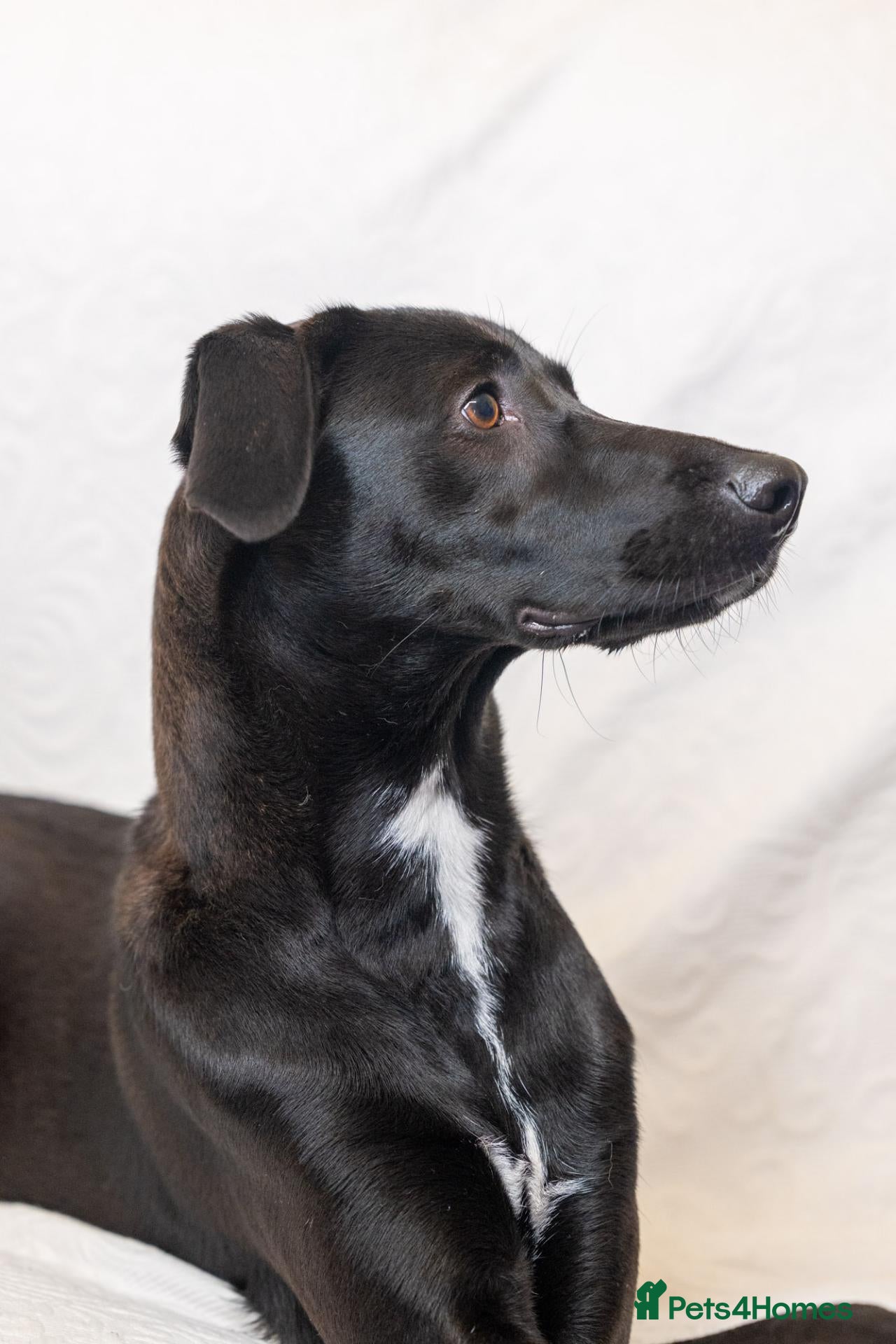 Mixed Breed dogs for adoption: Lovely Lilly - Advert 2
