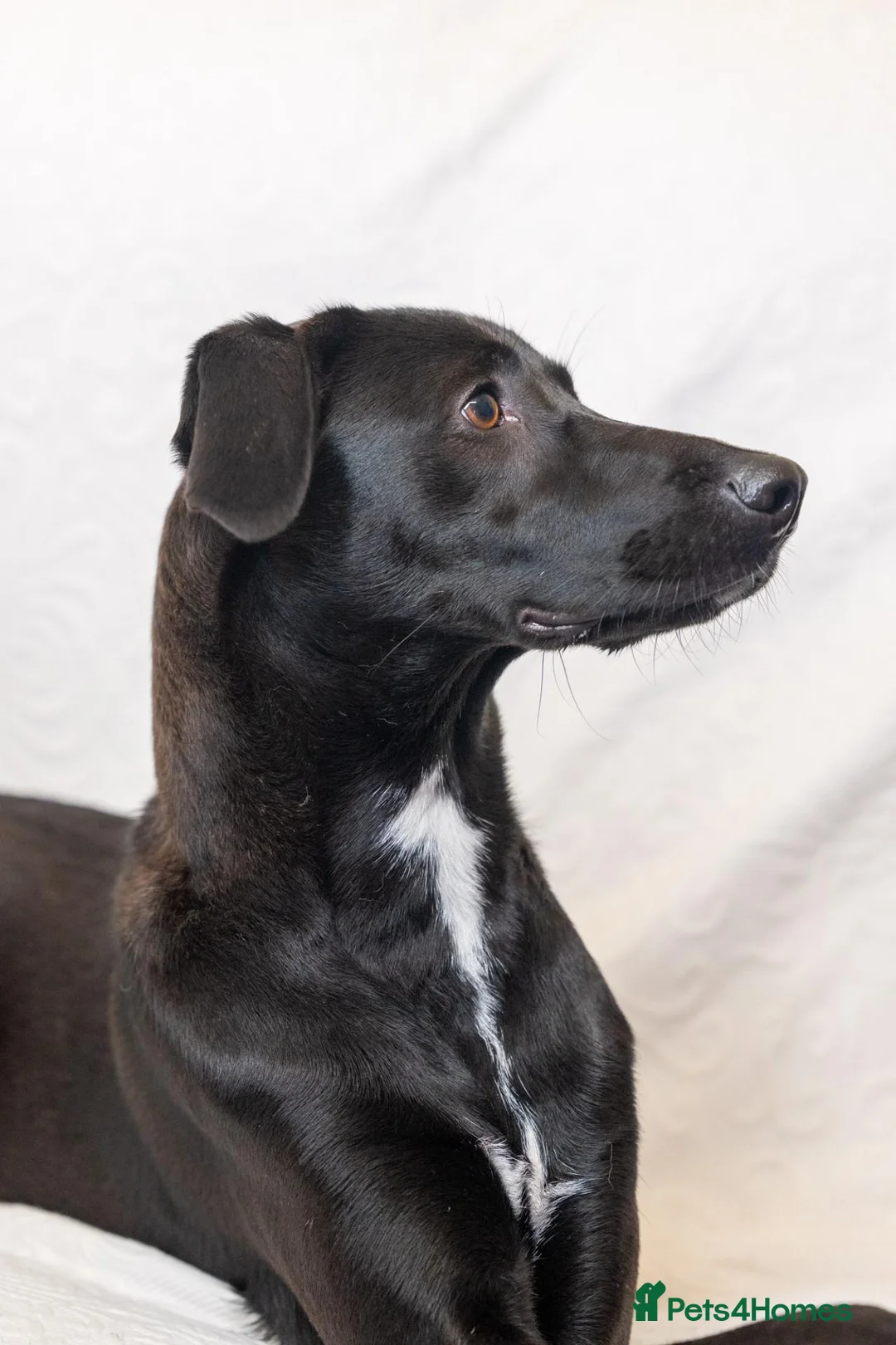 Mixed Breed dogs for adoption: Lovely Lilly - Advert 2