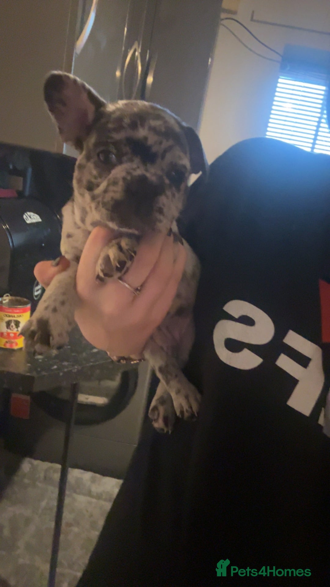 French Bulldog dogs for sale: French bulldog puppies  - Advert 4