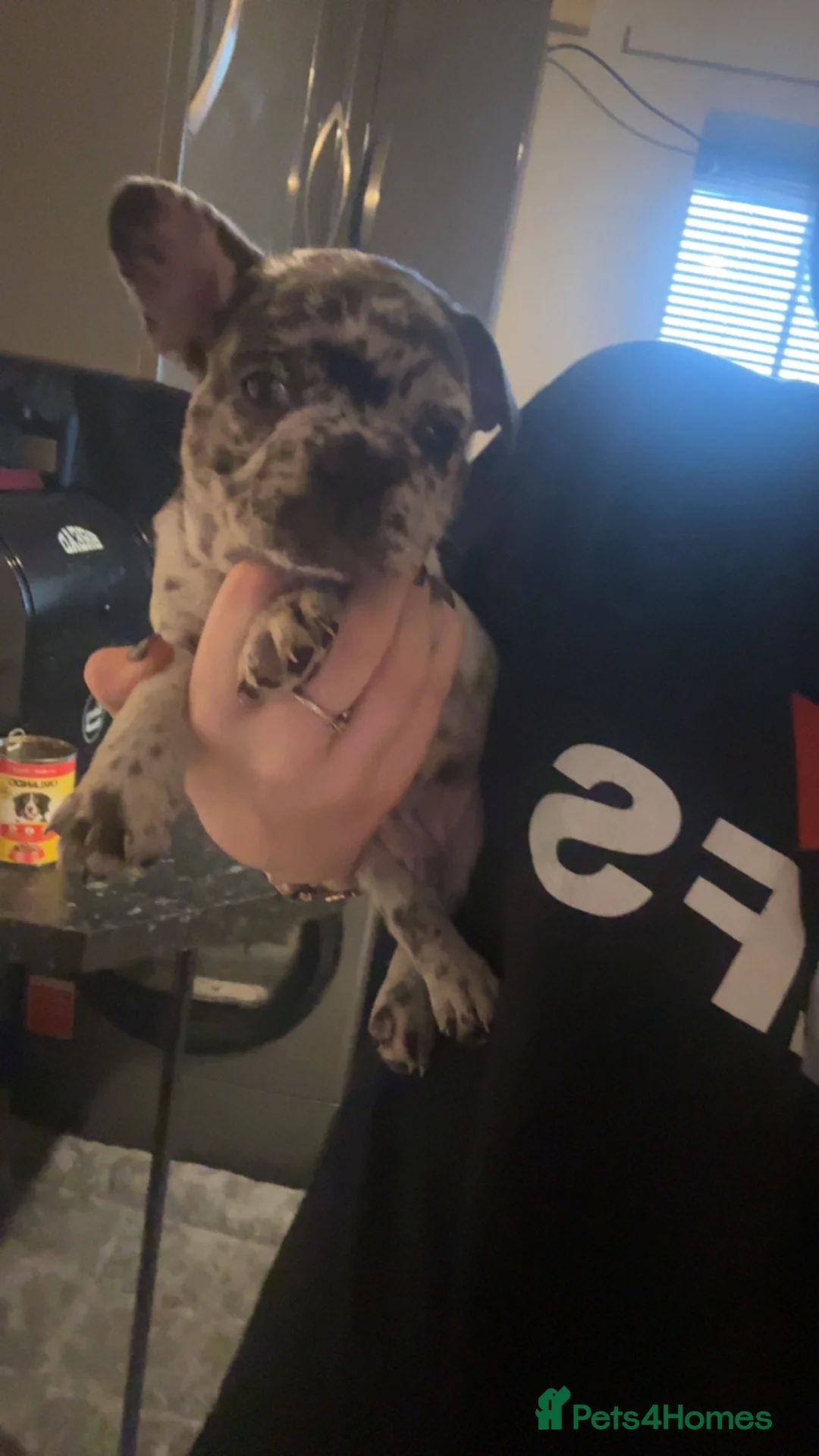 French Bulldog dogs for sale: French bulldog puppies  - Advert 4