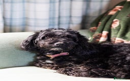 Cockapoo dogs for sale: UNIQUE SABLE BOY READY TO GO ✨ - Image 3