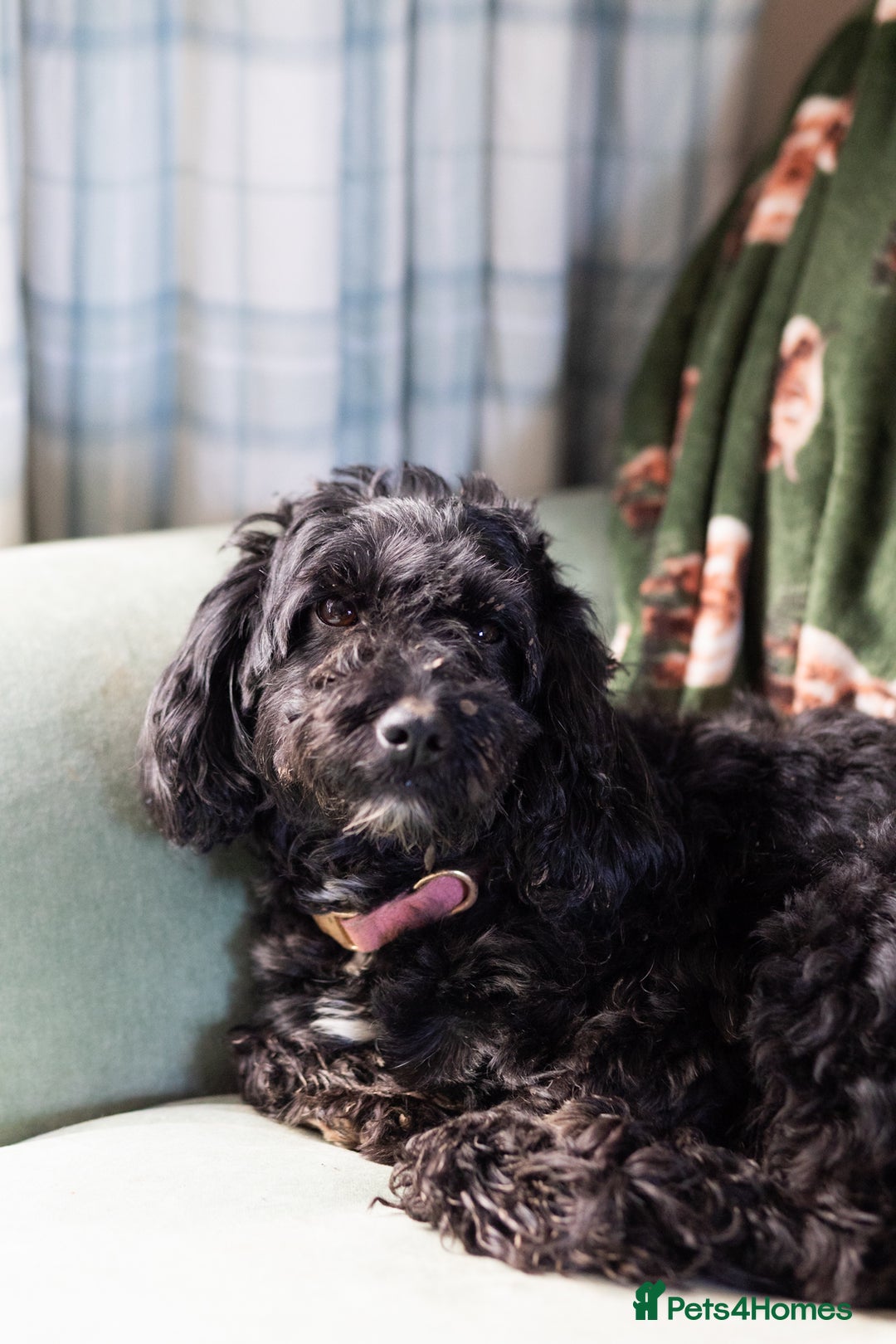 Cockapoo dogs for sale: UNIQUE SABLE BOY READY TO GO ✨ - Image 3