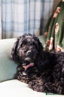 Cockapoo dogs - Advert 11
