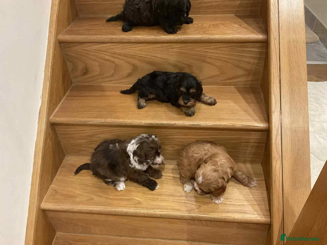 Cavapoo dogs for sale: Cavapoos f1 boys and girls  - Advert 6