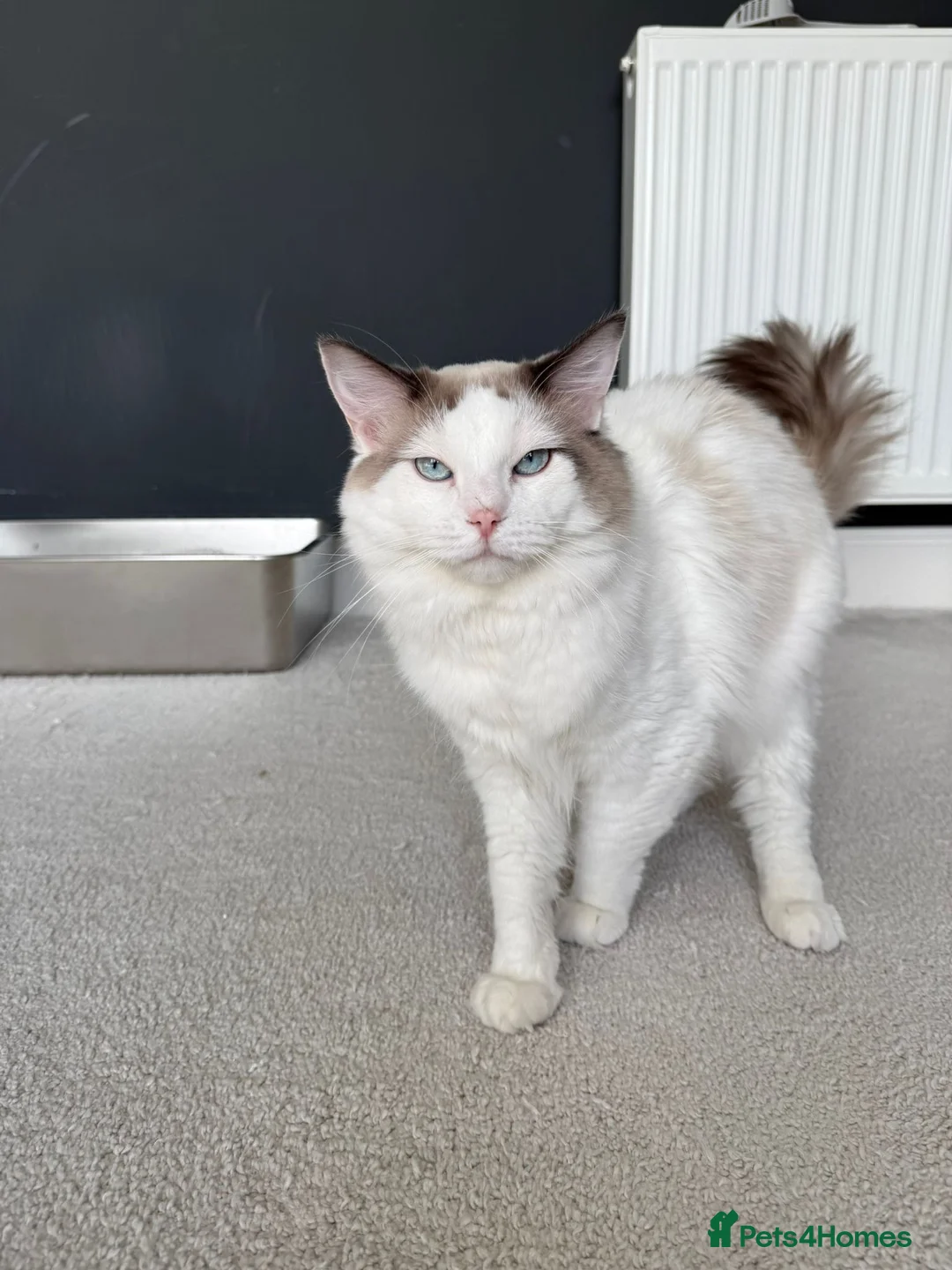 Ragdoll cats for sale: Gorgeous ragdoll boy  - Advert 3